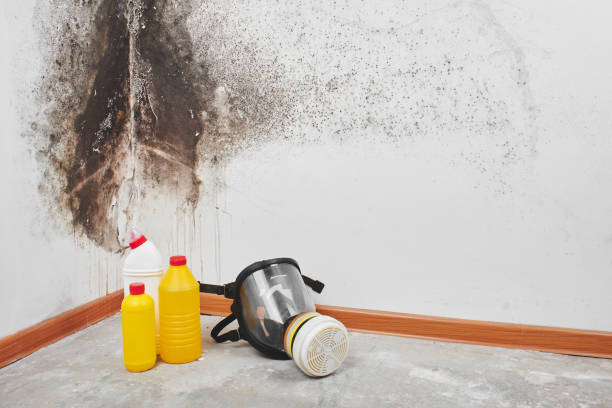 Best Professional Mold Removal  in Winter Beach, FL