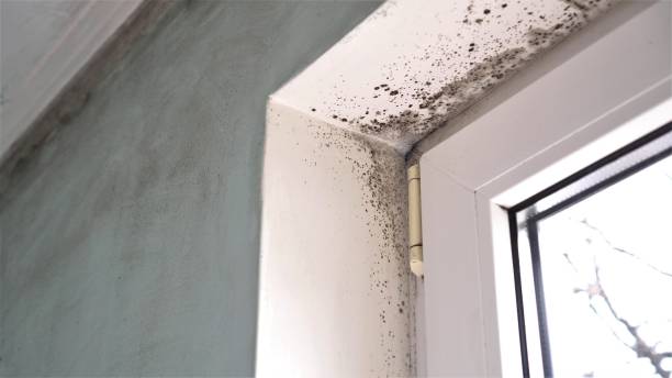 Certified Mold Removal in Winter Beach, FL