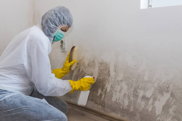 Best Mold Damage Repair  in Winter Beach, FL