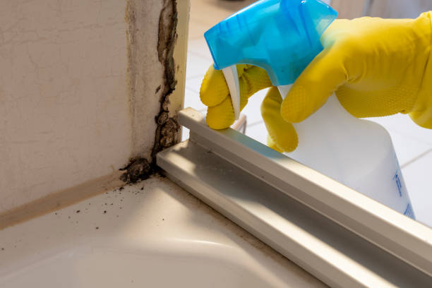Best Fast Mold Removal  in Winter Beach, FL