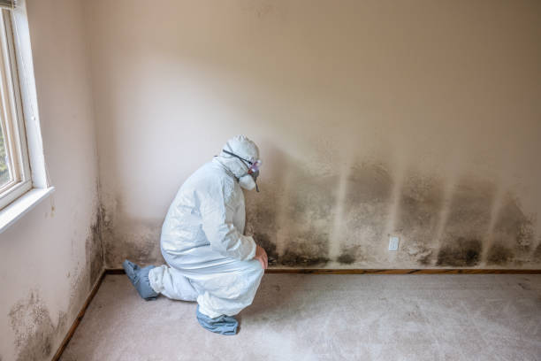 Professional Mold Removal in Winter Beach, FL