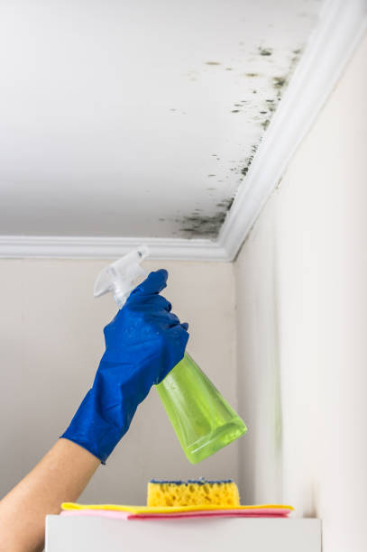 Best Same-Day Mold Removal  in Winter Beach, FL